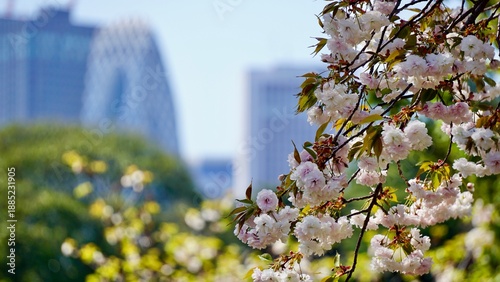 Closeup of pink Sakura cherry blossoms in full bloom with downtown Tokyo in the background