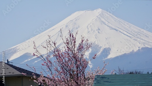 Closeup of cherry blossoms with mt fuji in the background Japan