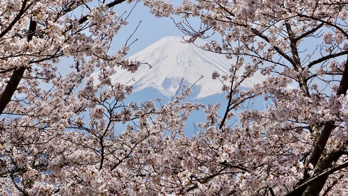Closeup of cherry blossoms with mt fuji in the background Japan