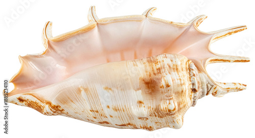 empty seashell isolated on white background