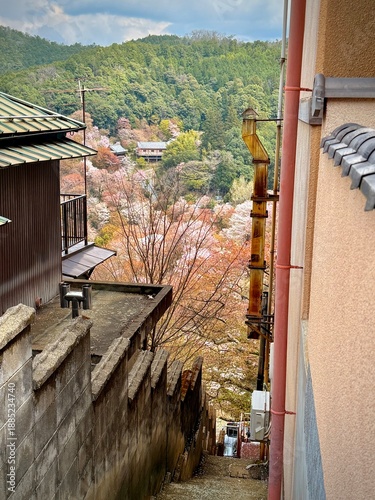 View of a steep alleyway from a village in Mount Yoshino with thousands of blooming cherry blossom trees in the background 