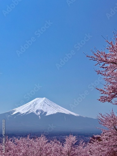 Mount Fuji with perfect snow cap framed by pink cherry blossoms