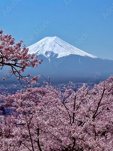 Mount Fuji with perfect snow cap framed by pink cherry blossoms
