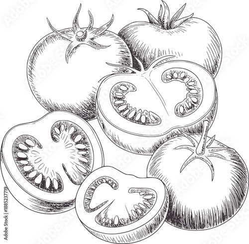 Detailed pen and ink of whole and sliced tomatoes food