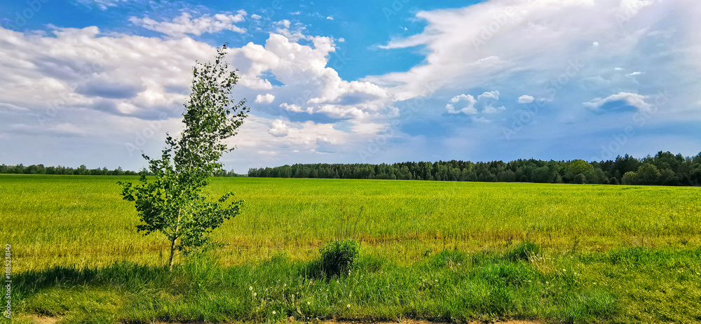 Obraz premium A young lone birch tree stands in a vast green field under a dramatic blue sky with white clouds. A peaceful and symbolic nature panorama of the spring countryside.