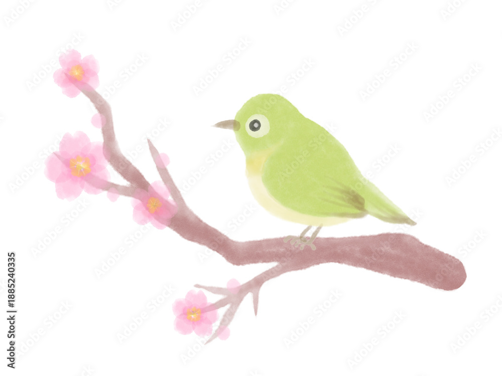 Fototapeta premium メジロと桜の水彩風イラスト