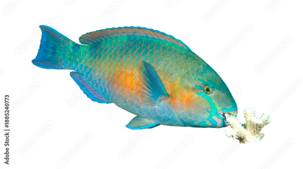 Fototapeta premium Colorful tropical parrotfish with vibrant scales eats a piece of white coral, showcasing its unique beak and beautiful blue, green, and orange coloration in a detailed full-body view