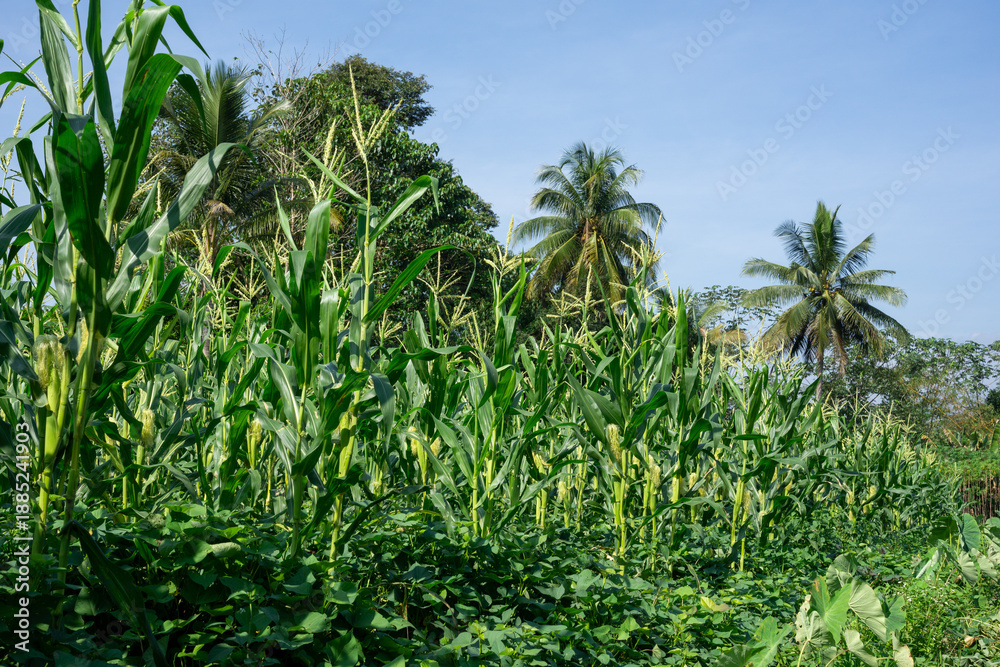 Obraz premium Corn crops growing tall in a tropical farm landscape