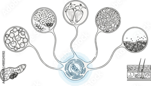 Detailed medical illustration depicting the intricate neurological network's influence on various human organs, illustrating systemic health and disease pathways and their impact
