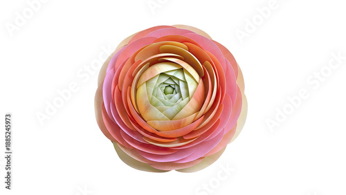 Close-up of a layered, multicolored ranunculus flower head