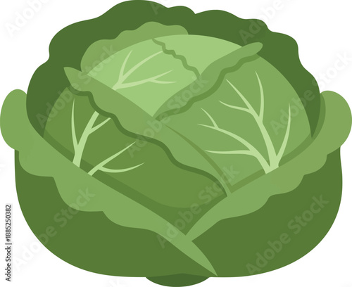 Fresh green cabbage vector illustration isolated on white background for healthy food and organic vegetable design