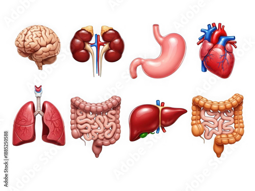 3d rendered anatomical illustration of human organs