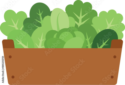 Fresh organic leafy greens in wooden crate vector illustration for healthy food concepts