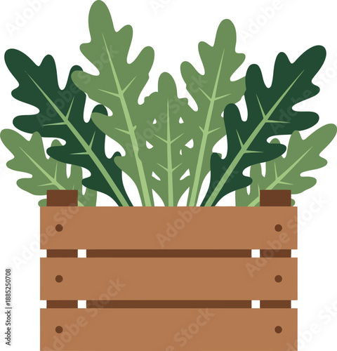 Fresh arugula leaves in wooden crate vector illustration for organic farming and healthy food concepts