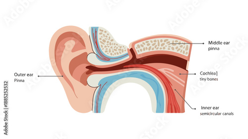 Anatomy of the human ear, labeled diagram, inner ear structure, ear cross-section, educational illustration, for medical presentation or website