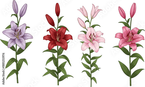 Lily flower botanical illustration set colorful blooming lilies isolated on white background floral vector nature design collection