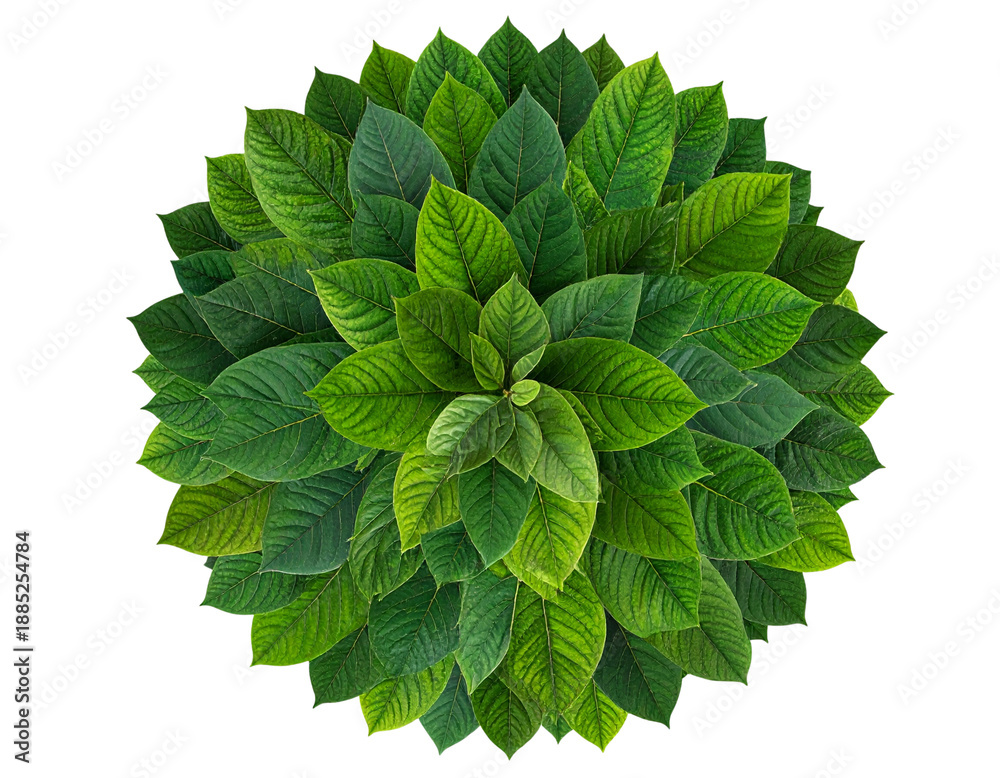 Fototapeta premium Top-Down View of Tree Canopy, Circular Leaf Pattern, PNG