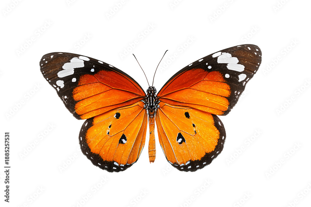 Obraz premium Fantasy butterfly garden aesthetic illustration isolated on transparent background