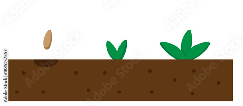 seed, plant, future plant, plant set,