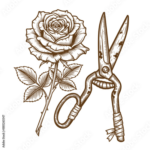 Drawing Vintage grunge  texture Brown illustration of rose flower with stem and leaves and a pair of garden shears