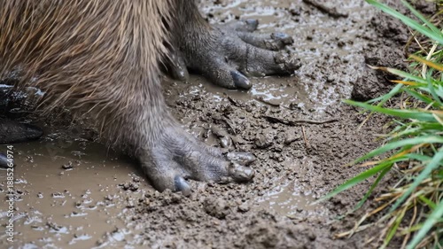 A close up shot of a beaver s webbed feet resting on muddy ground near green grass Detailed texture of fur and mud is visible