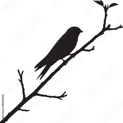 Common Swift in silhouette look white background siting on the branch.