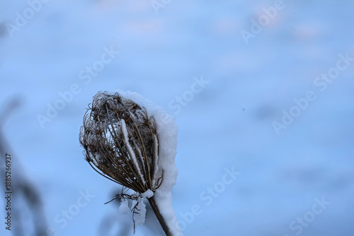 Obraz na płótnie Close-up of a dried seed head covered in fresh snow, with a soft blue winter bac