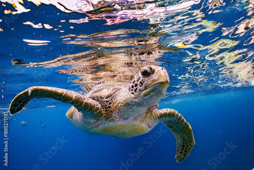 Foto Exotic Wildlife Sea Turtle with Fishes and Marine Life Swimming Diving Underwate