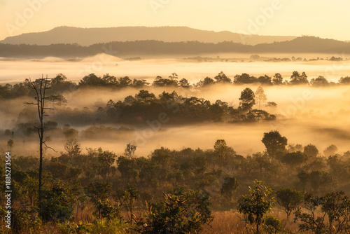 mountain peaks in morning fog - foggy morning over thailand moun