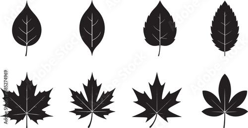 Collection of various leaf silhouettes on white