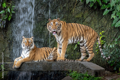 Two Asian tigers are resting in their natural habitat.