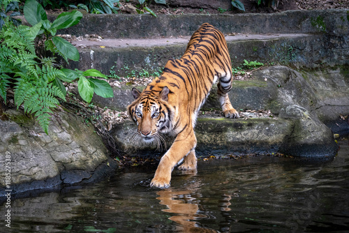 Asian tiger is resting in its natural habitat.