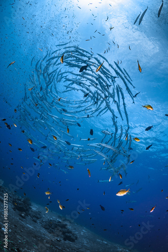 Fotografie Giant Barracuda Fish School Playing Diving in Circle Vortex Underwater World Dee