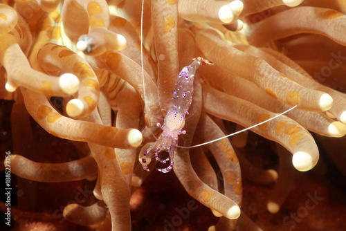 Glass Anemone Shrimp (Periclimenes brevicarpalis), also known as the Peacock-tail Anemone Shrimp