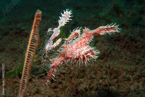 Harlequin (Ornate) Ghostpipefish (Solenostomus paradoxus)
