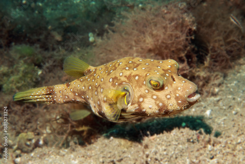 Whitespotted Puffer fish (Arothron hispidus)