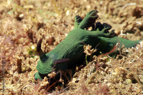 nudibranch Nembrotha milleri Miller's Nembrotha