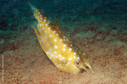 Lactoria is a genus of marine ray-finned fishes belonging to the family Ostraciidae, the boxfishes