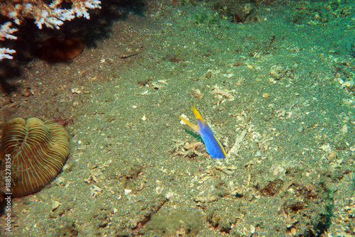 ribbon eel (Rhinomuraena quaesita), also known as the leaf-nosed moray eel or bernis eel, is a species of moray eel. Male ribbon eel is blue 
