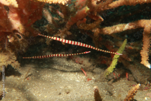 Broad-banded Pipefish (Dunckerocampus boylei)