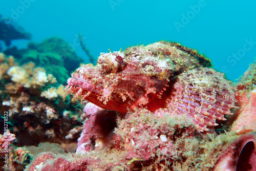 Flathead scorpionfish, tasseled scorpionfish, or small-scaled scorpionfish (Scorpaenopsis barbata) 