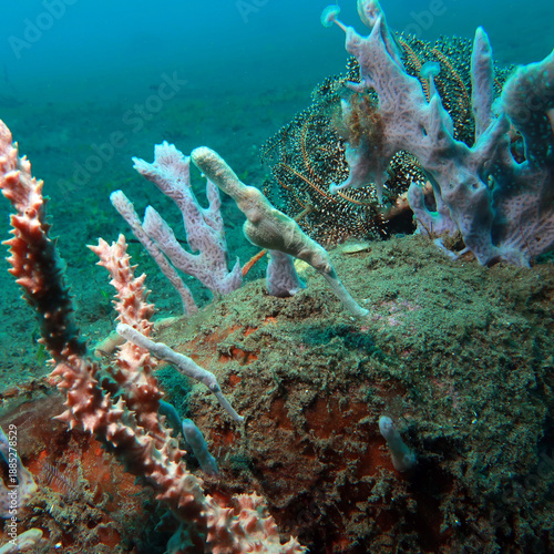 The velvet ghost pipefish 