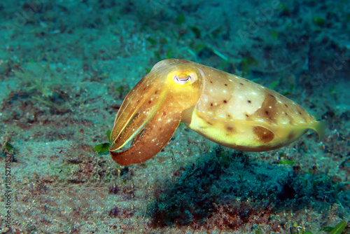 Tablou pe pânză cuttlefish in the sea, underwater photo