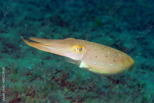 cuttlefish in the sea, underwater photo