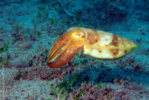 cuttlefish in the sea, underwater photo