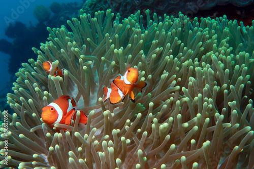 clown fish in anemones, underwater photo