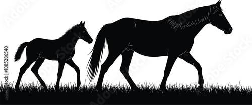 Horse and foal silhouette walking together representing motherhood, family bond, nature, rural life, wildlife, countryside scene, isolated on white background