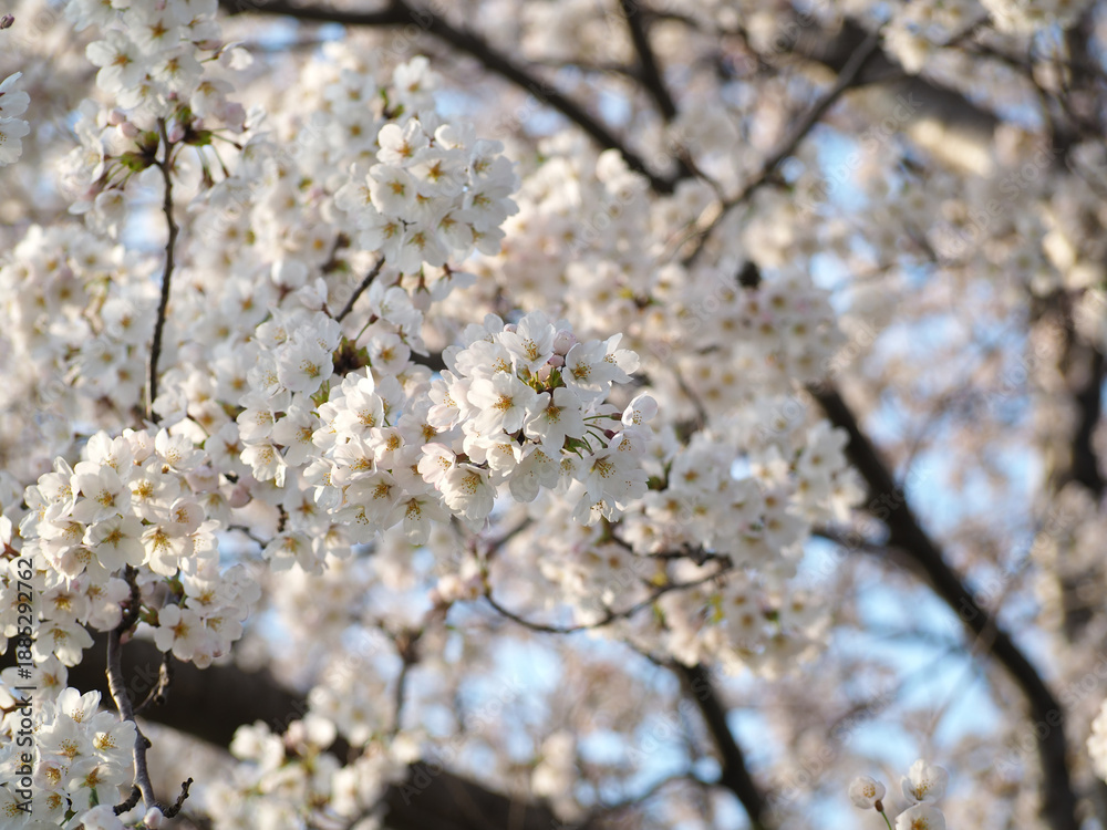 Obraz premium 植物 自然 春 花 風景