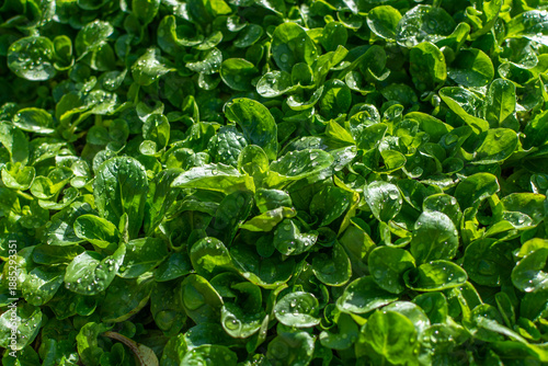 Lamb's lettuce or corn salad in the morning light with drops of glistening dew. Food background. A nutritious, mild-flavored leafy green often used in salads, especially in winter. 