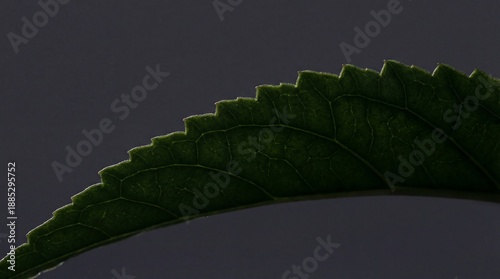 A detailed close-up of a vi...